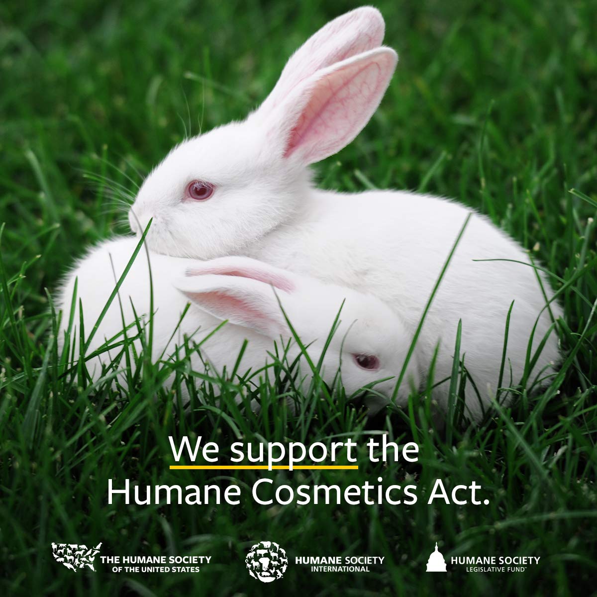 US Organic Moringa Oil, USDA Certified 100% Pure, Cold Pressed & Unrefined Non GMO, Vegan Oil, Natural Moisturizer for Skin, Face, Body, Hair, Good for Hair Growth, Fine Lines, Wrinkles (1 oz (30 ml))